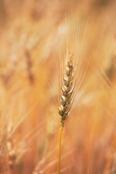 alberta, canada  ripe wheat head