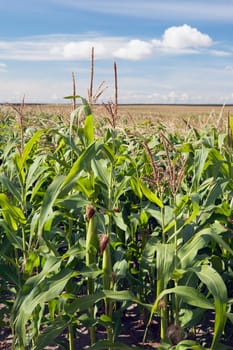 alberta, canada  corn plants with cobs