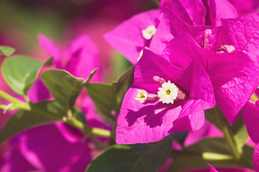 tropical flower, maui, hawaii, usa