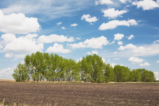 Row of trees in field