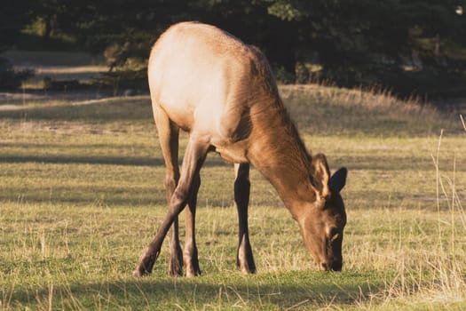 jasper national park, alberta, canada  elk (cervus canadensis) in a field