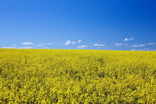 flowering canola, central alberta, canada