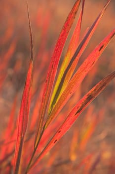 Red grass in the fall