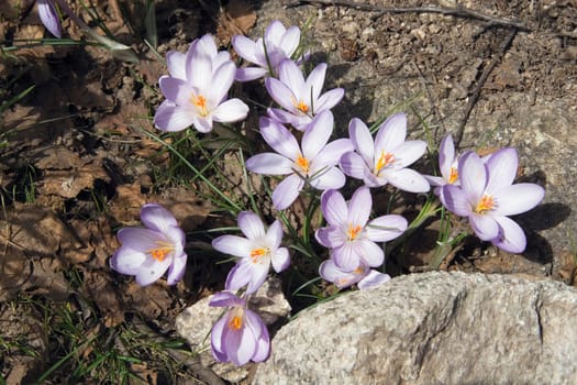 vallée de la restonica, corsica, france  mountain crocus (iridaceae)