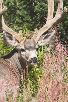 waterton, national park, alberta, canada  deer in a mountain meadow