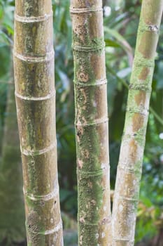 bamboo stocks