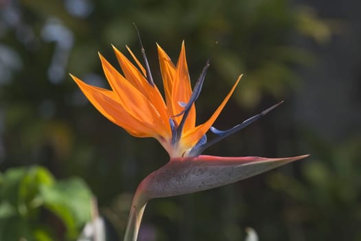 bird of paradise flower (strelitzia), south kauai, hawaii, usa