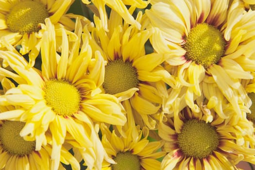 yellow chrysanthemums