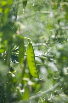 green pea pod