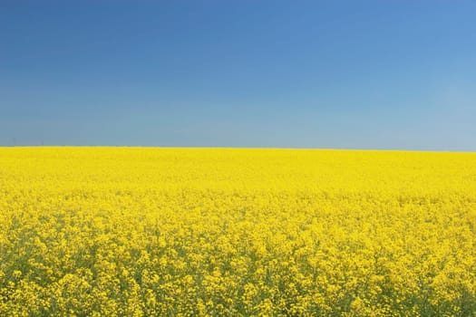 flowering canola, central alberta, canada