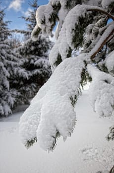 northumberland, england  a tree covered in snow