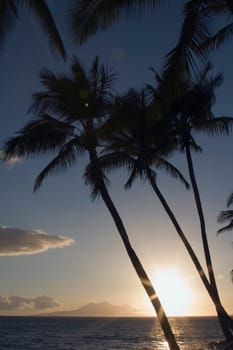 Silhouette of palm trees with sunset