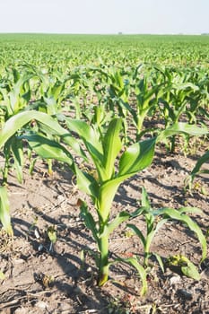 corn (zea mays), southern alberta, canada