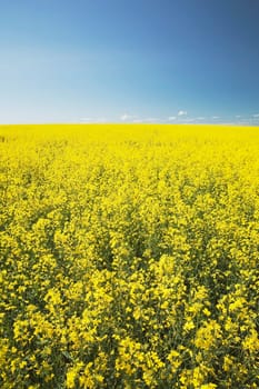 flowering canola, central alberta, canada