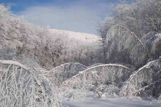 trees weighted down by snow