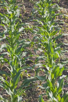 corn (zea mays), southern alberta, canada