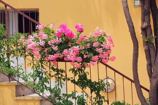 a flower box and vines on a railing going up the stairs