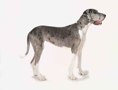 Great Dane dog