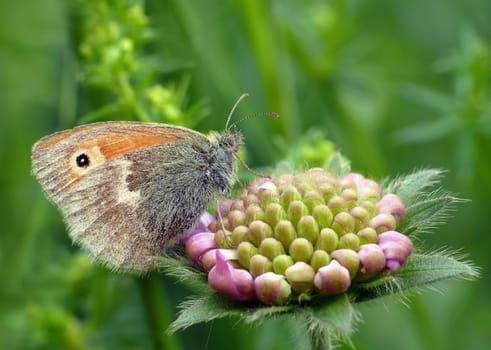 Meadow brown
