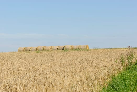 Harvest time 2