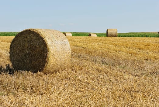 Harvest time 4