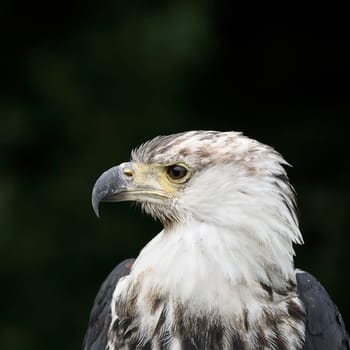 Haliaeetus leucocephalus