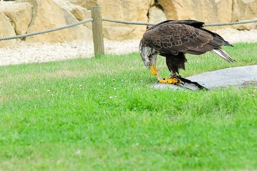 Eagle Prey 2