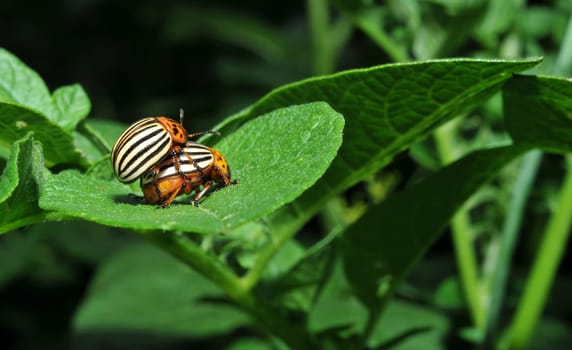 Colorado potato beetle mating