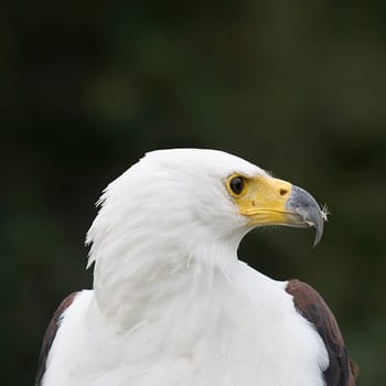Haliaeetus vocifer