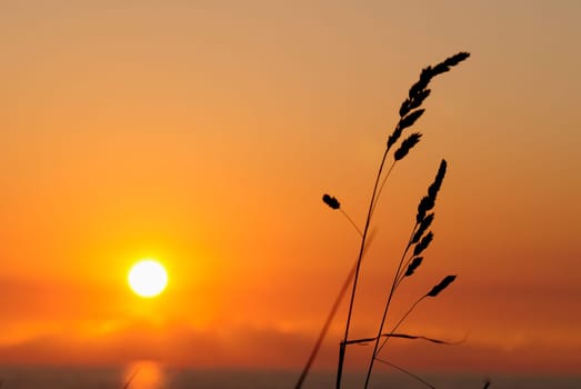 Sunset with grass