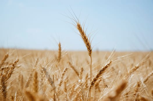 Wheat field