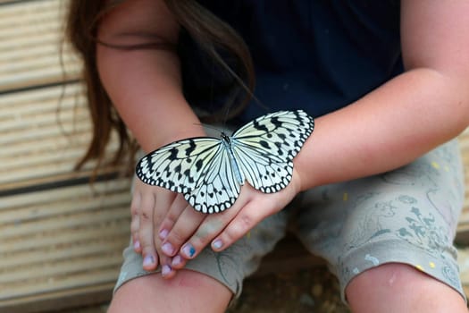 Tree Nymph