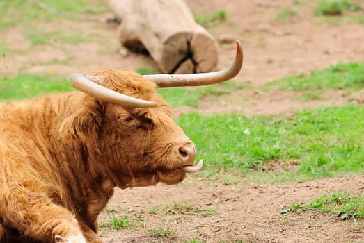 Highland Beef 2