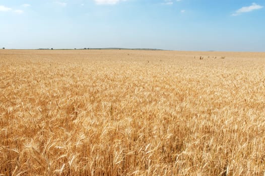 Wheat field
