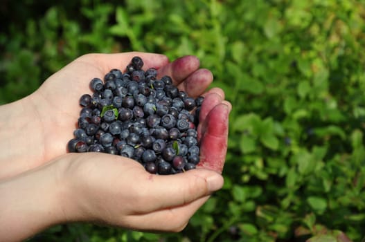 Picking Blueberries 2