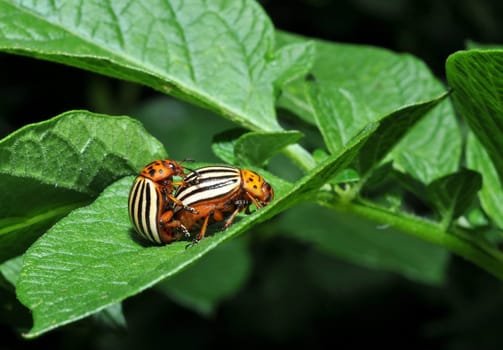Producing offspring