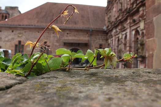 Ivy on a castle