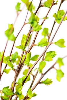 Branches with green spring leaves
