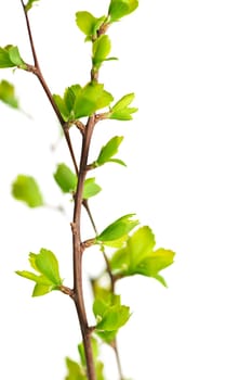 Branches with green spring leaves