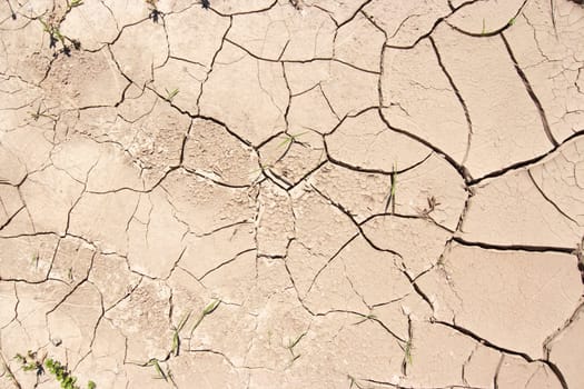 dried ground