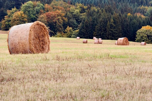 haymaking time