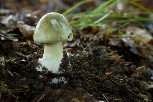 Death cap