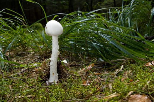 Pointed capped tuberous leaf mushroom