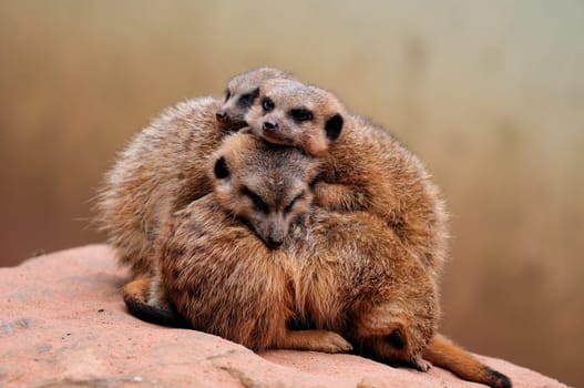 A bunch of meerkats