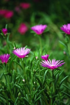 violet flowers field
