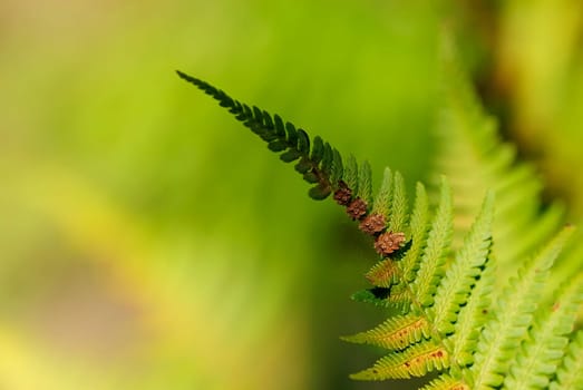 fern