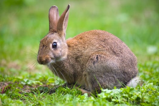 Wild rabbit