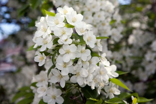 Apple-tree in color 2