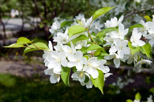 Apple-tree in color 2