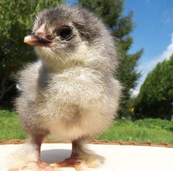 Newly hatched chicken chick